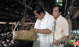 麻豆小镇 电视剧,青春梦想的田园诗篇